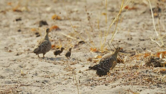 Footage of a double-banded sandgrouse (Pterocles bicinctus) with her young ones.