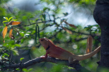 Close-up of lizard on leaf,Close-up of lizard on plant,Close-up of fly on reptile outdoors,Little camelion in the garden,Close-up of lizard on wood