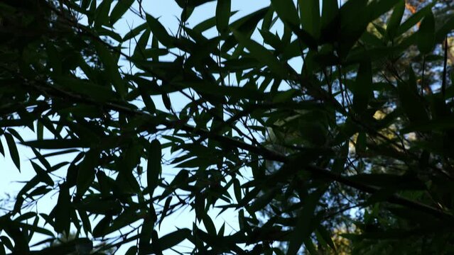 Fargesia bamboo in the Japanese garden by the creek