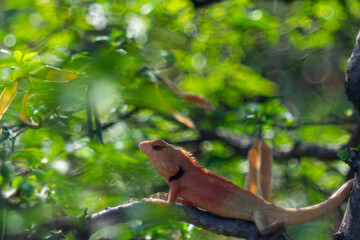 Close-up of lizard on leaf,Close-up of lizard on plant,Close-up of fly on reptile outdoors,Little camelion in the garden,Close-up of lizard on wood