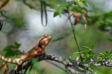 Close-up of lizard on leaf,Close-up of lizard on plant,Close-up of fly on reptile outdoors,Little camelion in the garden,Close-up of lizard on wood