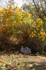 China Yunnan Sha Xi Flower Garden Farm - Rabbits, Gray Rabbits, and Flowers