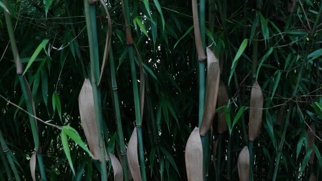 Fargesia bamboo in the Japanese garden by the creek