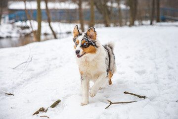 Portrait of Australian Shepherd puppy running in snow in Beskydy mountains, Czech Republic. Dog's view into the camera