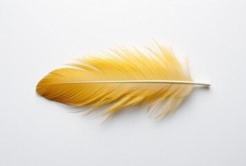 a small gray and yellow feather sitting against a white wall, surreal fashion, aerial view, detailed anatomy