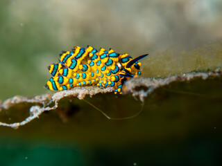 Nudibranch © Zack's Scuba Diary
