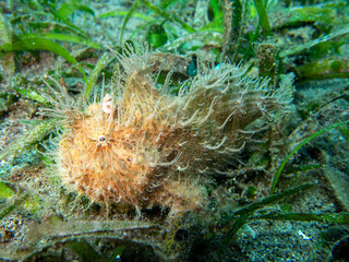 Hairy frogfish
