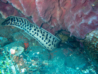 Napoleon Snake Eel