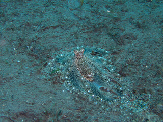 Octopus 