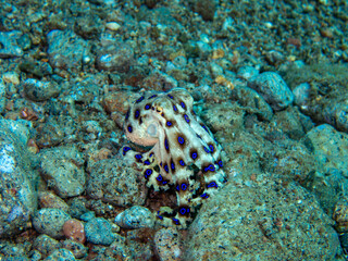 Blue ring octopus 