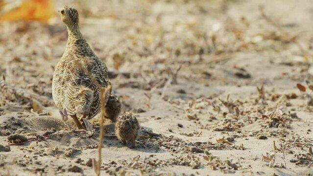 Footage of a double-banded sandgrouse (Pterocles bicinctus) with her young ones foraging in Savanah.