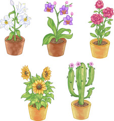 Illustration of Botanical Flower Plants in Pots