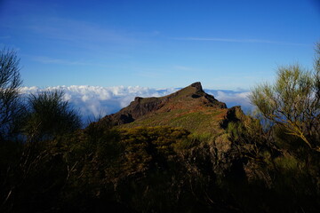 Mountain peak view through the trees with clouds covering the sea in Tenerife, Canaries, Spain