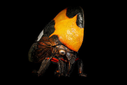Phyllotropis Cicadomorpha Treehopper. Macro photography of an cicadas insect isolated on black background.