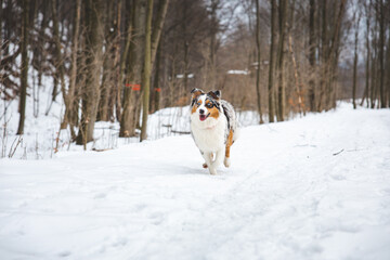 Portrait of Australian Shepherd puppy running in snow in Beskydy mountains, Czech Republic. Dog's view into the camera