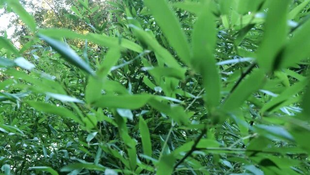 Fargesia bamboo in the Japanese garden by the creek