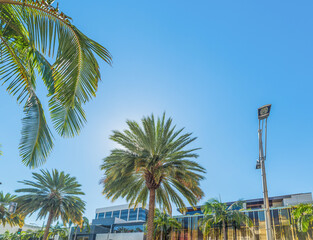 Fototapeta premium Palm trees in Beverly Hills