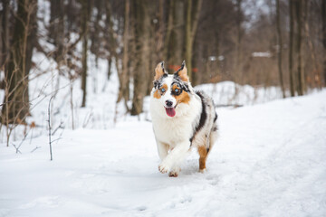 Portrait of Australian Shepherd puppy running in snow in Beskydy mountains, Czech Republic. Dog's view into the camera