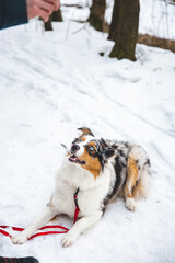 Owner throws treats to his four-legged best friend Australian Shepherd during an icy winter. The happiness of food