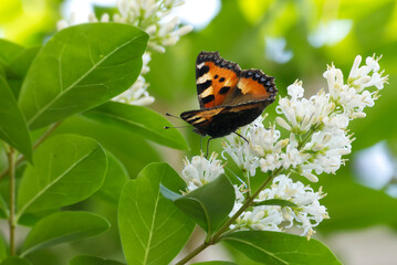 Small Tortoiseshell Butterfly (Aglais urticae) sitting on a flowering hedge in Zurich, Switzerland