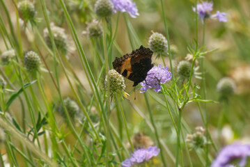 Small Tortoiseshell Butterfly (Aglais urticae) sitting on a small scabious in Zurich, Switzerland