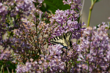Old World Swallowtail or common yellow swallowtail (Papilio machaon) sitting on pink lilac in Zurich, Switzerland