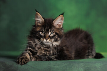 serious tabby maine coon kitten lying on green studio background
