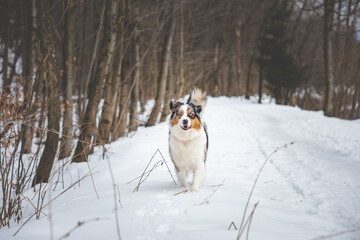 Portrait of Australian Shepherd puppy walking in snow in Beskydy mountains, Czech Republic. Dog's view into the camera