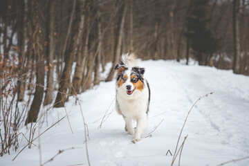 Portrait of Australian Shepherd puppy walking in snow in Beskydy mountains, Czech Republic. Dog's view into the camera