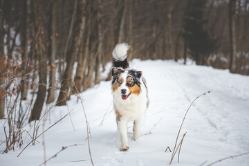 Portrait of Australian Shepherd puppy walking in snow in Beskydy mountains, Czech Republic. Dog's view into the camera