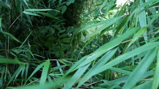 Fargesia bamboo in the Japanese garden by the creek