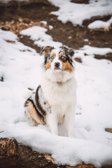 Portrait of an Australian Shepherd puppy sitting in the snow in Beskydy mountains, Czech Republic. View of dog on his owner and politely waiting