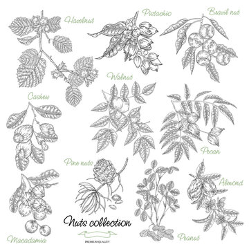 Pecan Tree Drawing Images Browse 6 766 Stock Photos Vectors and