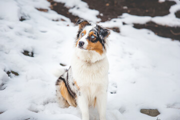 Portrait of an Australian Shepherd puppy sitting in the snow in Beskydy mountains, Czech Republic. View of dog on his owner and politely waiting