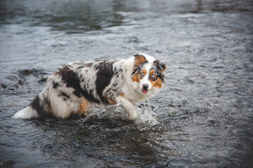 Portrait of Australian Shepherd puppy bathing in water in Beskydy mountains, Czech Republic. Enjoying the water and looking for his master