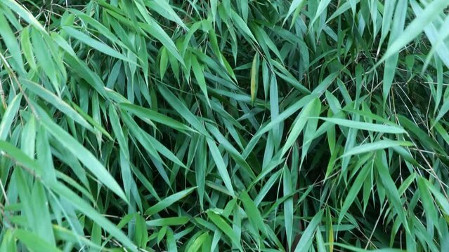 Fargesia bamboo in the Japanese garden by the creek
