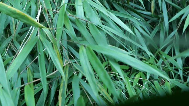 Fargesia bamboo in the Japanese garden by the creek