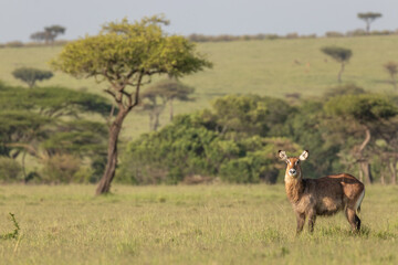 Female defassa waterbuck ( Kobus ellipsiprymnus defassa) looking at the camera, Mara Naboisho Conservancy, Kenya.