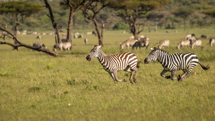 A herd of plains zebras (Equus quagga), a stallion chasing a female, Mara Naboisho Conservancy,...