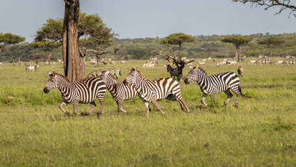 Naklejka premium A herd of plains zebras (Equus quagga), a stallion chasing a female, Mara Naboisho Conservancy, Kenya.