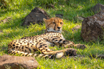 A female cheetah ( Acinonyx Jubatus) lying down, Mara Naboisho Conservancy, Kenya.