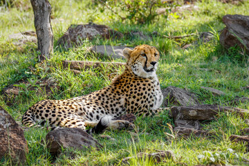 A female cheetah ( Acinonyx Jubatus) lying down, Mara Naboisho Conservancy, Kenya.