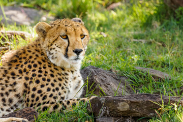 Head of a female cheetah ( Acinonyx Jubatus), Mara Naboisho Conservancy, Kenya.