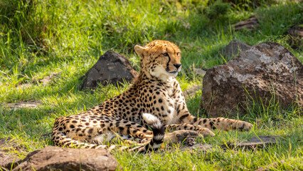 A female cheetah ( Acinonyx Jubatus) relaxing, Mara Naboisho Conservancy, Kenya.
