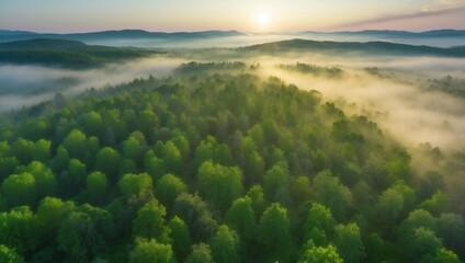 Obraz premium Tranquil Scene: Misty Forest with Green Trees at Sunset 