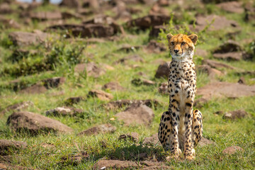 A female cheetah ( Acinonyx Jubatus) sitting, Mara Naboisho Conservancy, Kenya.