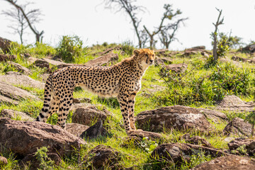 A female cheetah ( Acinonyx Jubatus) standing, Mara Naboisho Conservancy, Kenya.