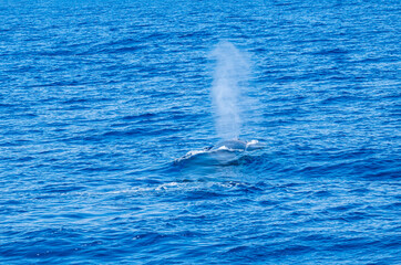 Naklejka premium Whale watching sightseeing trip from a boat in the mediterranean sea