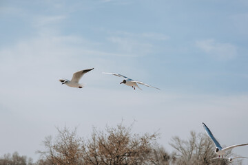 Beautiful birds white gulls fly in the sky. Animal photography.
