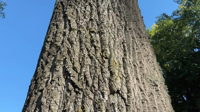 Trunk and branches of old aspen, bottom up view